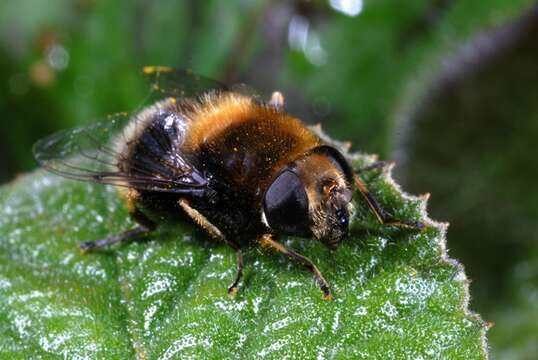 Image of Eristalis intricaria (Linnaeus 1758)