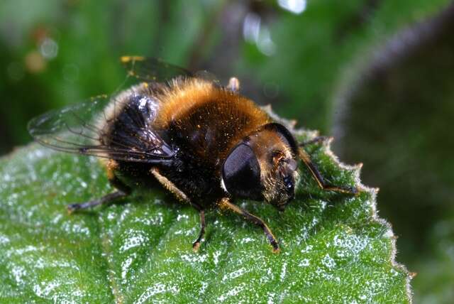 Imagem de Eristalis intricaria (Linnaeus 1758)