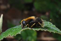 Imagem de Eristalis intricaria (Linnaeus 1758)