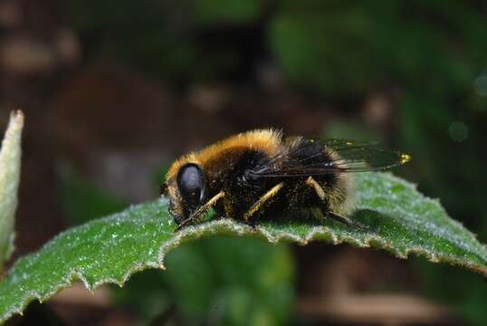 Image of Eristalis intricaria (Linnaeus 1758)