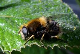 Imagem de Eristalis intricaria (Linnaeus 1758)