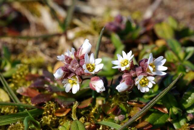 Image of common whitlowgrass