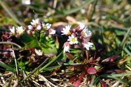 Image of common whitlowgrass