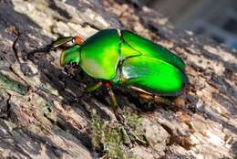 Image of <i>Eudicella schultzeorum</i>