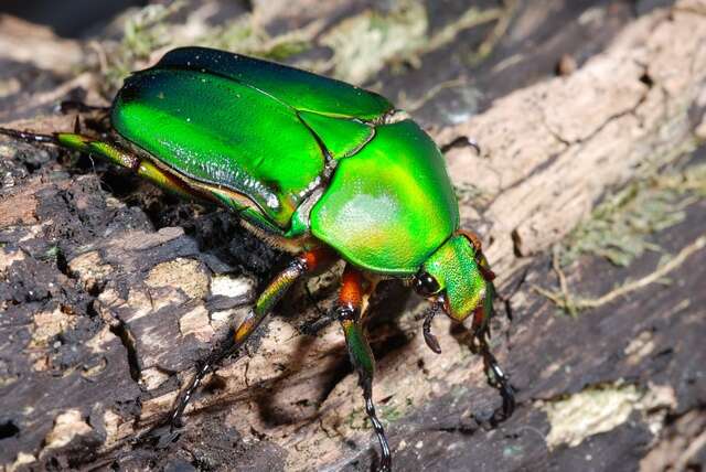 Image of <i>Eudicella schultzeorum</i>