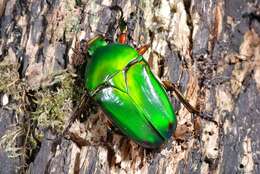 Image of <i>Eudicella schultzeorum</i>