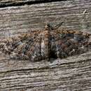 Слика од Eupithecia abbreviata Stephens 1831