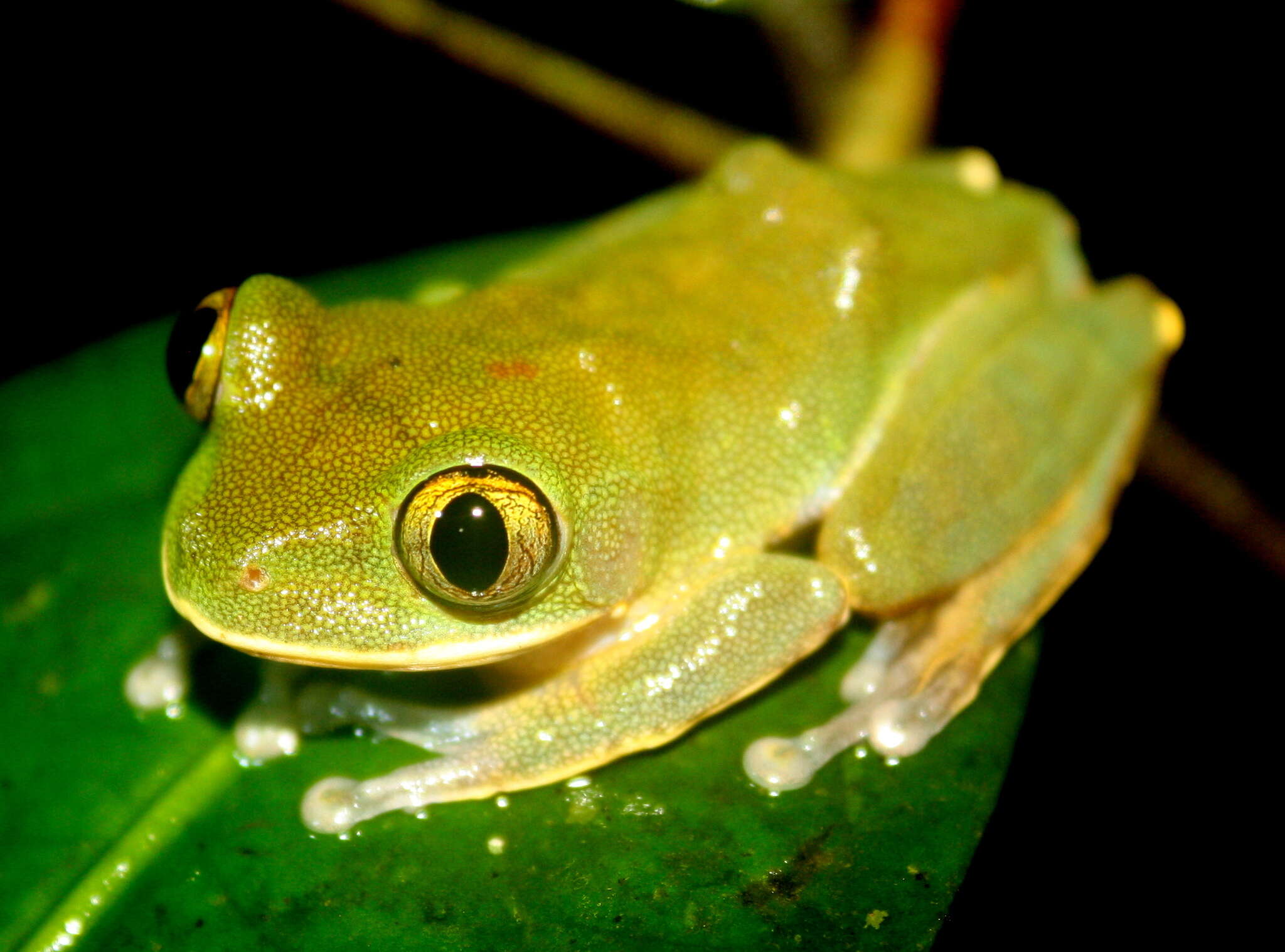 Leptopelis occidentalis Schiøtz 1967的圖片