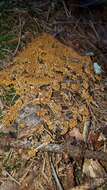 Image of Egg-shell Slime Mould