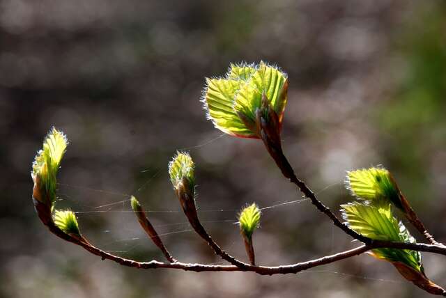 Image of beech