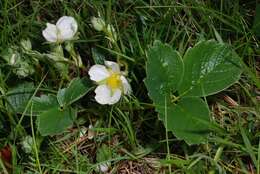 Image de Fragaria ×ananassa