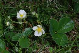 Image de Fragaria ×ananassa