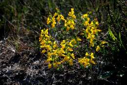 Слика од Genista anglica L.