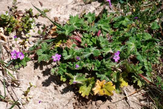 Imagem de Geranium