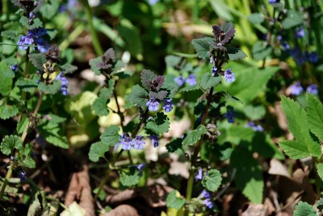 Image of Ground Ivies