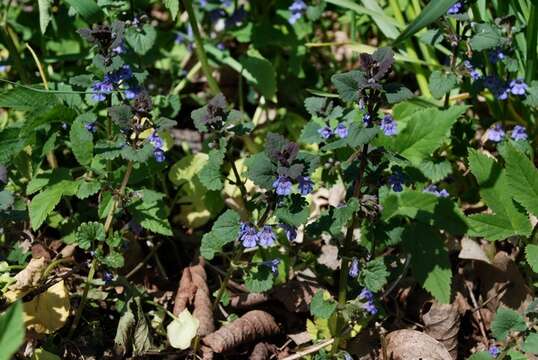 Image of Ground Ivies