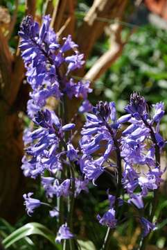 Imagem de Hyacinthoides