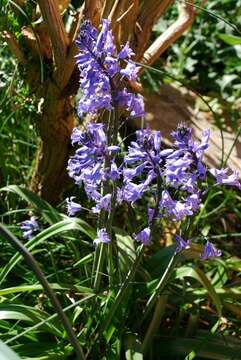 Image of Bluebells