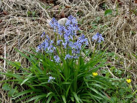 Image of Bluebells