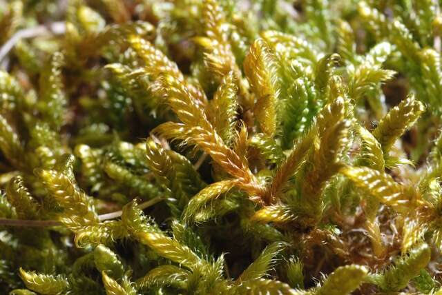 Image of hypnum moss