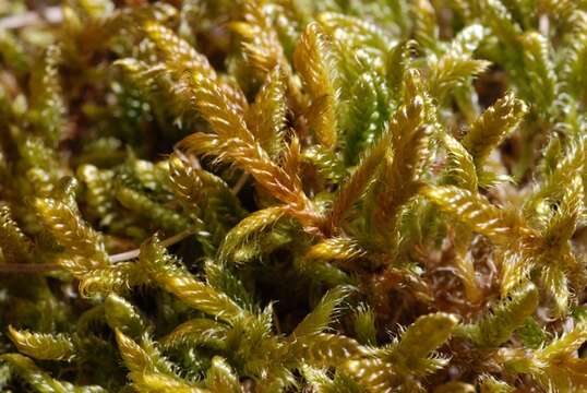 Image of hypnum moss