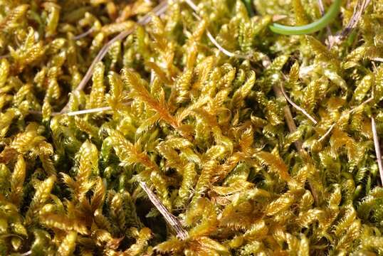 Image of hypnum moss