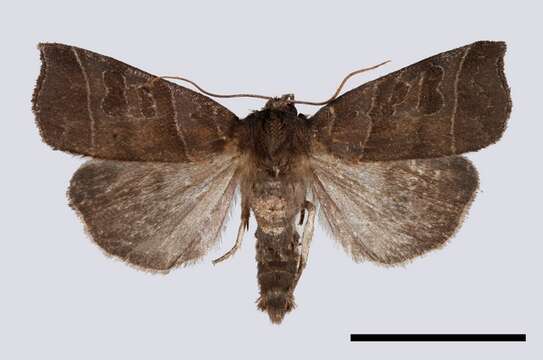 Image of Ipimorpha