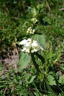 Image of deadnettle