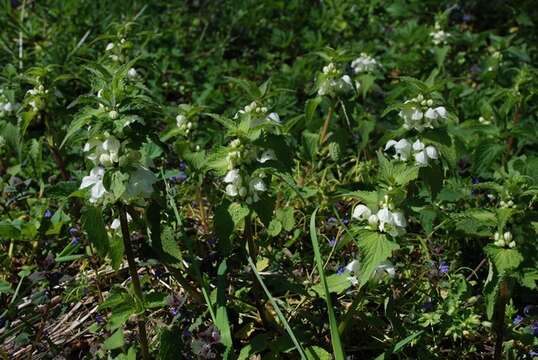 Image of deadnettle