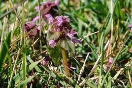 Image of deadnettle