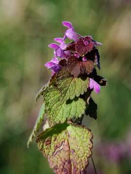 Image of deadnettle