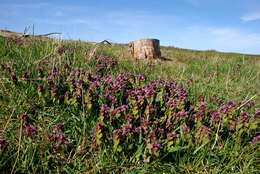 Image of deadnettle