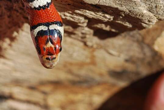 Image of Arizona Mountain Kingsnake