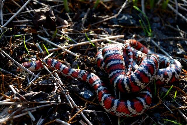 Image of Arizona Mountain Kingsnake