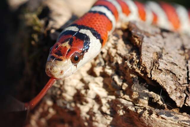 Image of Arizona Mountain Kingsnake