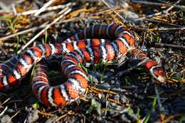 Image of Arizona Mountain Kingsnake