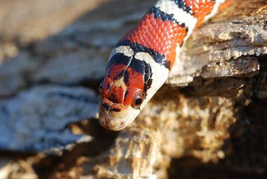 Image of Arizona Mountain Kingsnake