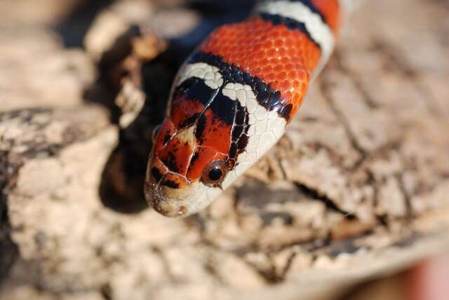 Image of Arizona Mountain Kingsnake