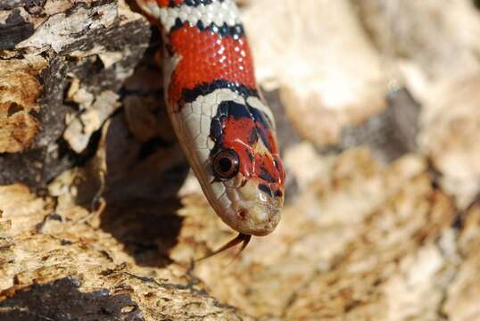 Image of Arizona Mountain Kingsnake