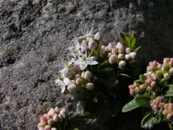 Kalmia buxifolia (Berg.) Gift & Kron resmi