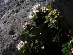 Image of Sand-Myrtle