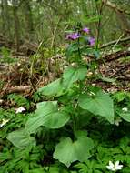 Image of lunaria