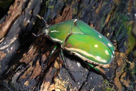 Imagem de Mecynorrhinella