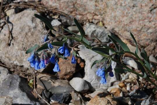 Image de Mertensia