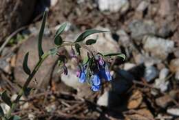 Image de Mertensia