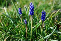 Image of Grape hyacinth