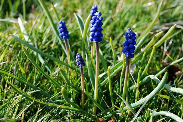 Image of Grape hyacinth