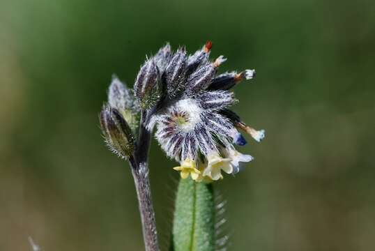 Image of forget-me-not