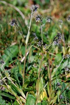 Image of forget-me-not