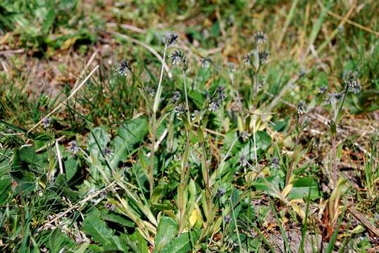 Image of forget-me-not